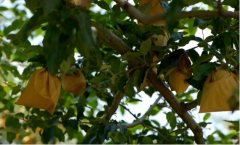 ӡ̨ƻ˹ũ ˿ڴ ߽԰ũר